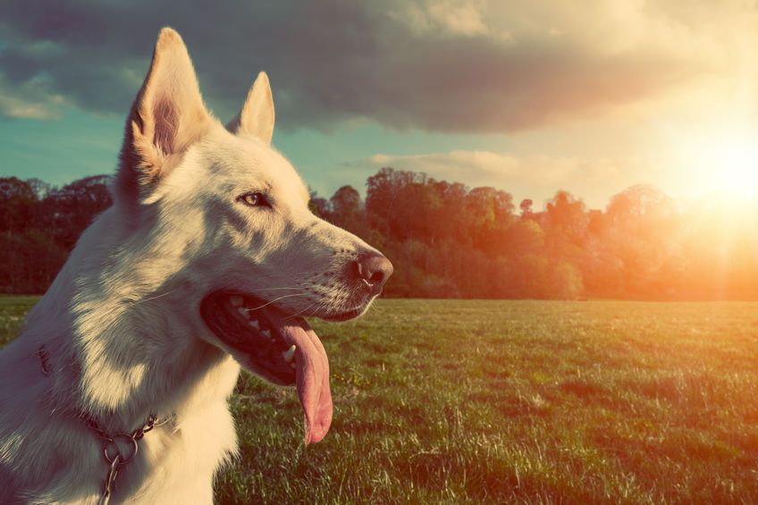 Perros de raza