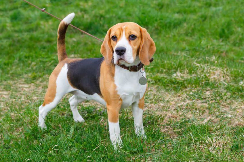 Perro beagle